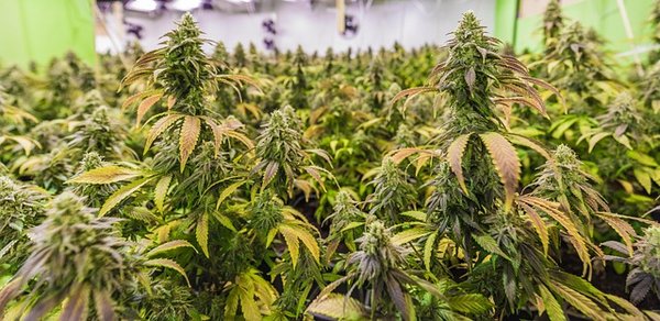 Les meilleurs sites pour acheter du chanvre pas cher en 2025